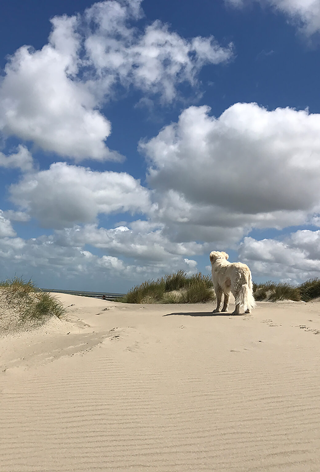 Ein heller Hund steht auf einem Duenenweg und schaut aufs Meer