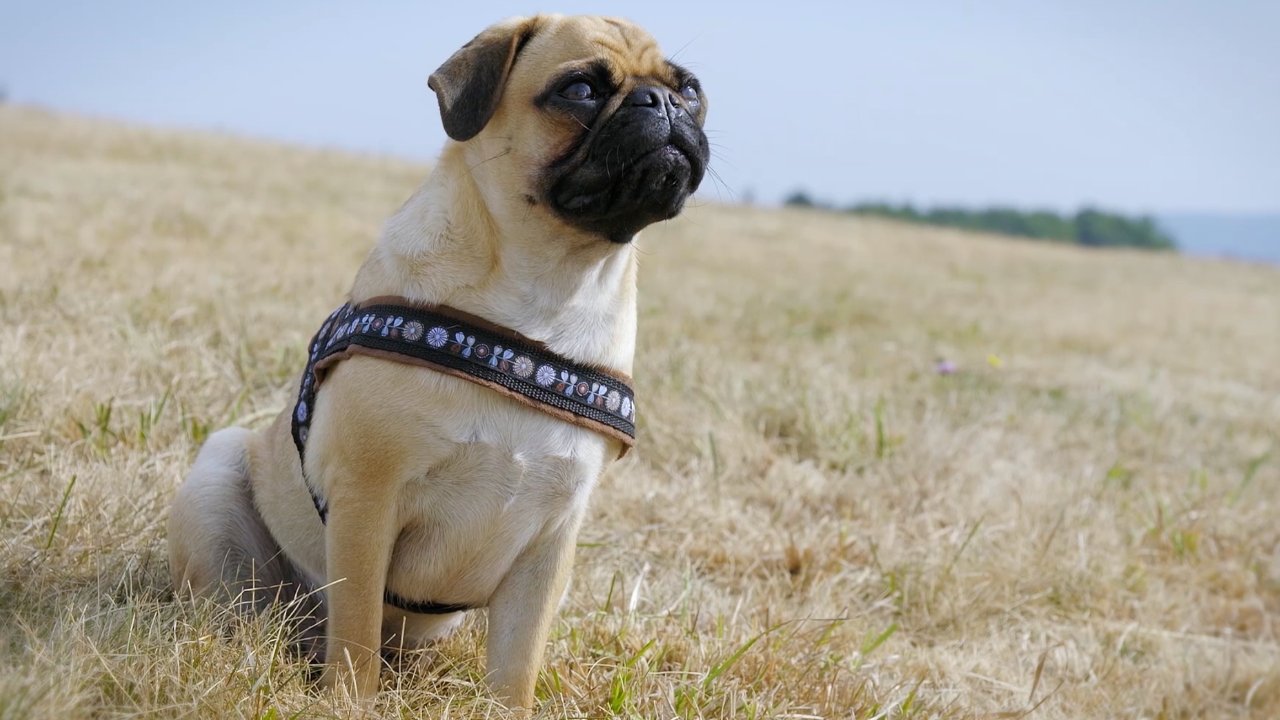 Imagefilm Ein Mops sitzt in einem Feld